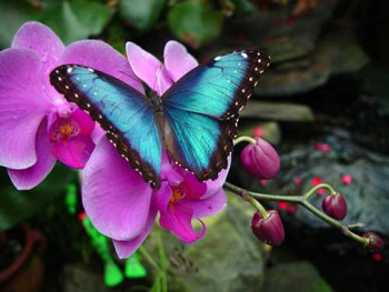 http://beckymorris.com/wp-content/uploads/2010/02/Butterfly.jpg