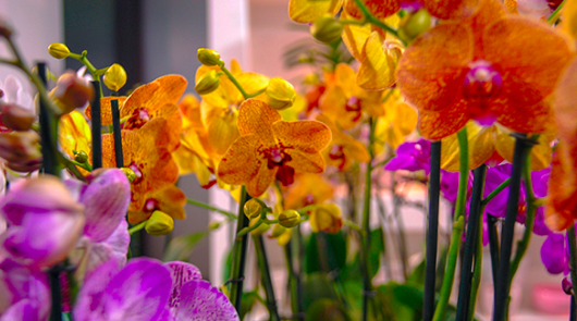 Orchid Daze At Atlanta Botanical Garden,Barefoot Contessa Jeffrey Meme