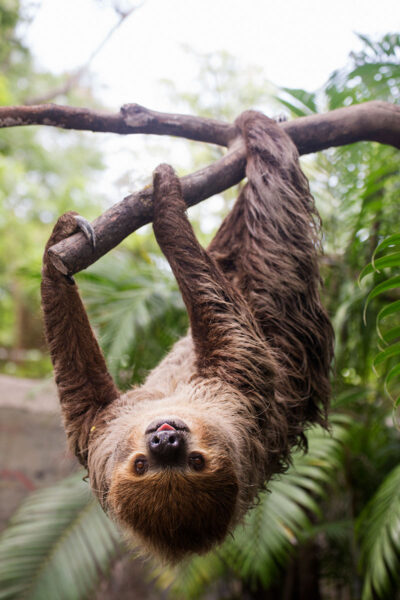 Fernbank Sloth